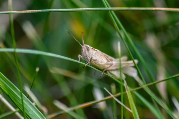 Single Isolated Grasshopper Hopping Grass Search Food Grass Leafs Plants — Fotografia de Stock