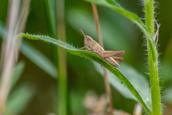 Single Isolated Grasshopper Hopping Grass Search Food Grass Leafs Plants — Stockfoto