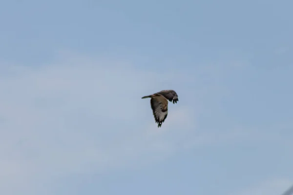 空の背景に獲物の鳥として他の鳥 マウスやラットのための強力な飛行鷹や黄金のワシ Aquila Chrysaetos 狩りと翼と茶色の羽が広がったラプターを飛んで — ストック写真