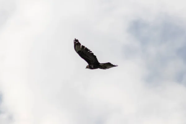 Mocný Létající Sokol Nebo Zlatý Orel Aquila Chrysaetos Lovící Jiné — Stock fotografie