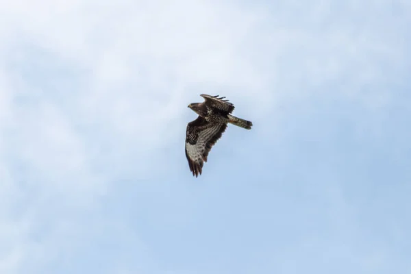 Machtige Vliegende Valk Steenarend Aquila Chrysaetos Jacht Naar Andere Vogels — Stockfoto