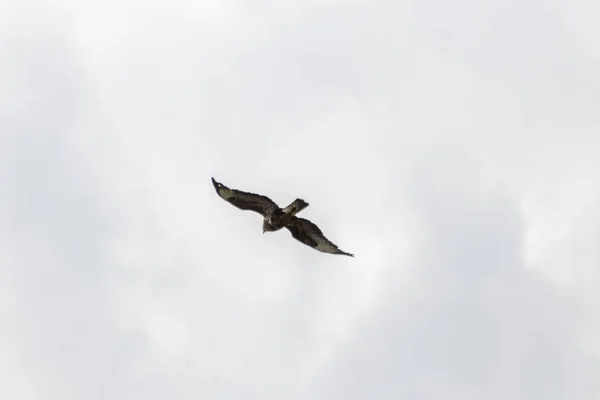 Mighty Flygande Falk Eller Gyllene Örn Aquila Chrysaetos Jakt Andra — Stockfoto