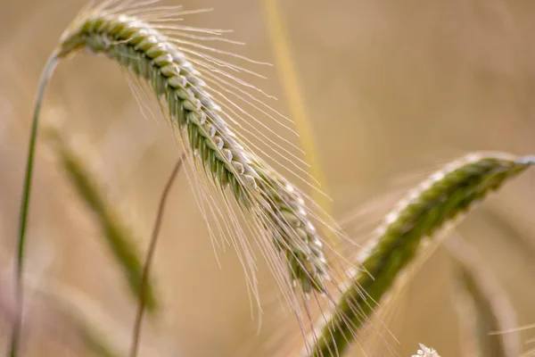 Growing farming field with grain cereal, ripening wheat waiting for summer harvest and agricultural fresh ingredients with organic food farming needs raindrops on fresh field to make bread and cereals