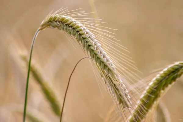 Yetiştirme Tarlalarında Tahıl Olgunlaşan Buğday Yaz Hasadını Bekleyen Tarım Organik — Stok fotoğraf