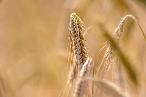 Выращивание Сельскохозяйственных Полей Зерновыми Созревание Пшеницы Ожидании Летнего Урожая Сельскохозяйственные — стоковое фото
