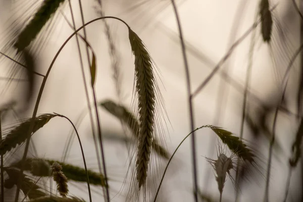 Growing farming field with grain cereal, ripening wheat waiting for summer harvest and agricultural fresh ingredients with organic food farming needs raindrops on fresh field to make bread and cereals