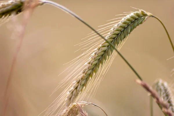 Growing farming field with grain cereal, ripening wheat waiting for summer harvest and agricultural fresh ingredients with organic food farming needs raindrops on fresh field to make bread and cereals