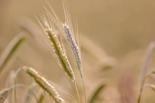 Yetiştirme Tarlalarında Tahıl Olgunlaşan Buğday Yaz Hasadını Bekleyen Tarım Organik — Stok fotoğraf