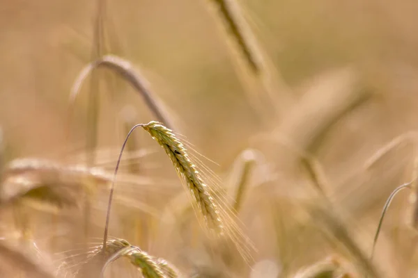 Growing farming field with grain cereal, ripening wheat waiting for summer harvest and agricultural fresh ingredients with organic food farming needs raindrops on fresh field to make bread and cereals