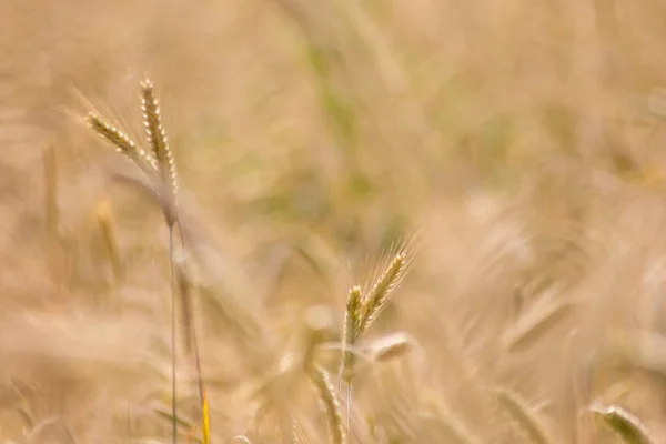 Growing farming field with grain cereal, ripening wheat waiting for summer harvest and agricultural fresh ingredients with organic food farming needs raindrops on fresh field to make bread and cereals