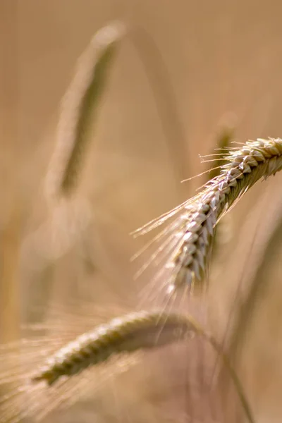 Growing farming field with grain cereal, ripening wheat waiting for summer harvest and agricultural fresh ingredients with organic food farming needs raindrops on fresh field to make bread and cereals