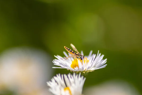 Nahaufnahme Einer Biene Auf Einer Blume — Stockfoto