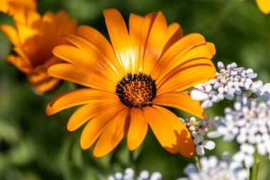 Tarlada güzel portakal çiçekleri 