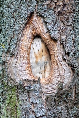 Ormandaki ağaç gövdesine yakın.
