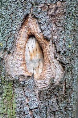 Ormandaki ağaç gövdesine yakın.