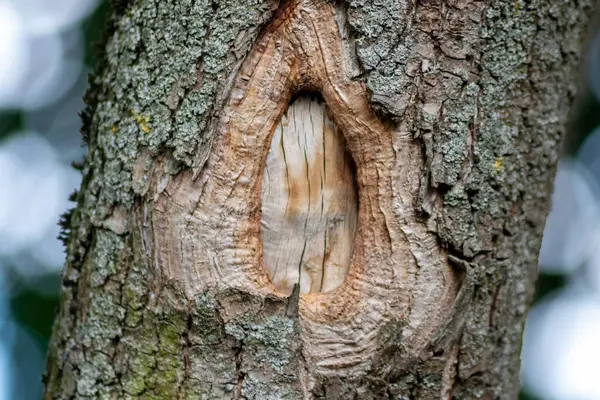 Close Tree Trunk Forest — Stock Photo, Image