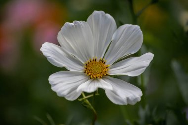 Bahçede beyaz kozmos çiçeği