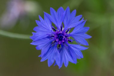 Güzel mavi çiçek yakın