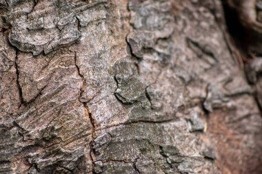 Ağaç kabuğu ince doğal yapılara ve sert ağaç kabuklarına sahiptir. Doğal ve ekolojik arkaplan, böceklere karşı korunma ve yara izi olarak gri tonlarda güzel bir yaşam alanı göstermektedir.