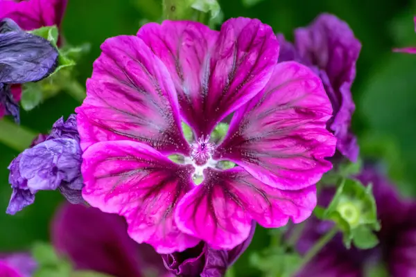 Närbild Skott Blommor Suddig Trädgård — Stockfoto