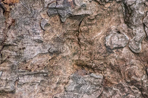 自然の生態学的背景としての天然構造と粗い木の樹皮のパティーナを持つ木の樹皮は 昆虫の傷跡と保護と生息地として灰色の色調で美しいを示しています — ストック写真