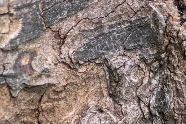 Corteza Árbol Con Finas Estructuras Naturales Pátina Corteza Árbol Áspera —  Fotos de Stock