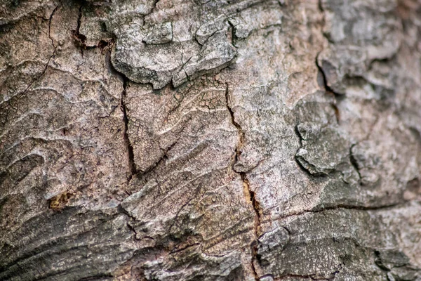 구조와 나무껍질로 이루어진 나무껍질 생태학적 배경은 아름다운 색조를 곤충들로부터 상처와 — 스톡 사진