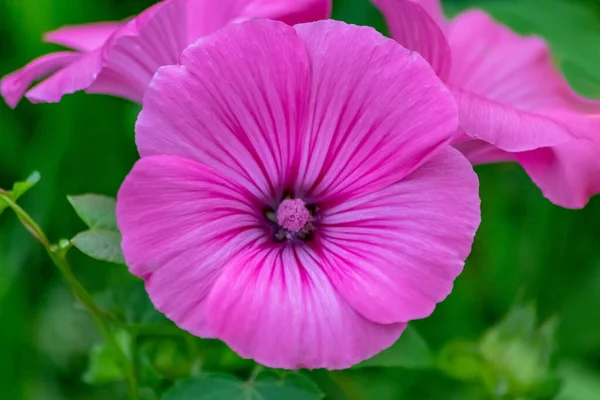 Vackra Rosa Blommor Trädgården — Stockfoto