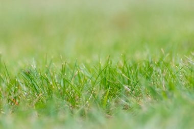 çayır ya da tarlada yeşil çimen