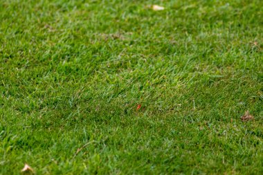 Çayırdaki yeşil çimenler ya da parktaki tarlalar