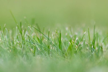 çayır ya da tarlada yeşil çimen