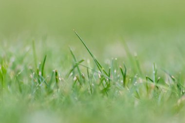 çayır ya da tarlada yeşil çimen