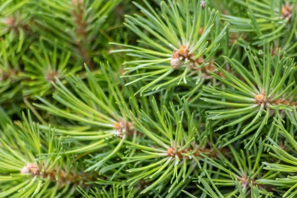 Close Green Fir Branches — Stock Photo, Image