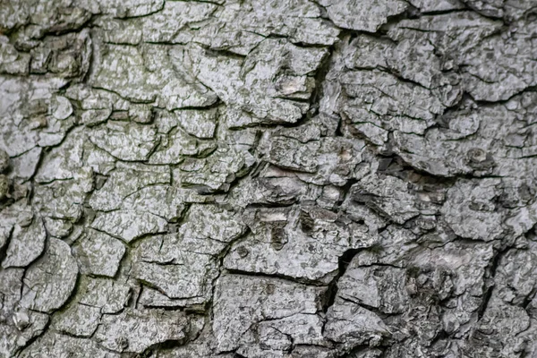 Φλοιός Δέντρων Λεπτές Φυσικές Δομές Και Πατίνα Ακατέργαστου Φλοιού Δέντρων — Φωτογραφία Αρχείου