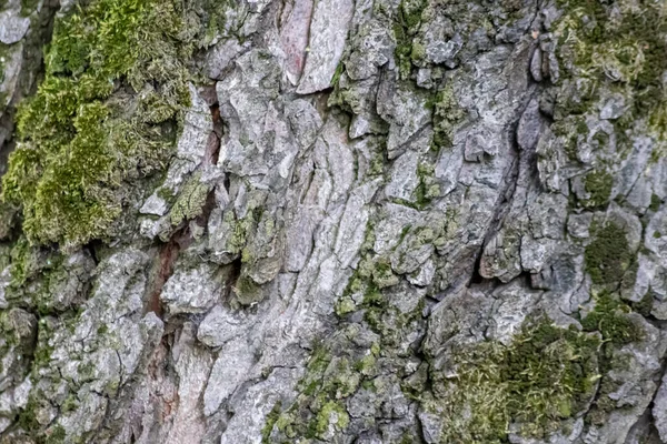 Corteza Árbol Con Finas Estructuras Naturales Pátina Corteza Árbol Áspera — Foto de Stock