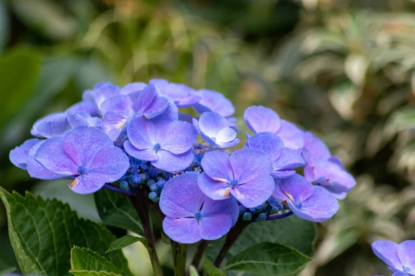 Tender blue blossoms with a selective focus as front focus and a green blurred background show the fragility of natural beauty and idyllic garden scenery in urban cities and guerilla gardening