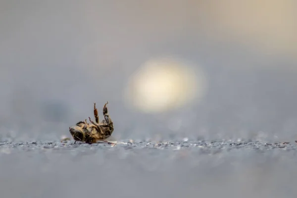 Abelha Morta Solo Envenenada Infectada Por Doença Varroa Ácaro Inseticidas — Fotografia de Stock