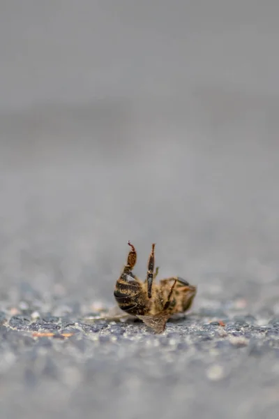 Martwa Pszczoła Ziemi Zatruta Lub Zakażona Chorobą Warrozy Lub Insektycydami — Zdjęcie stockowe