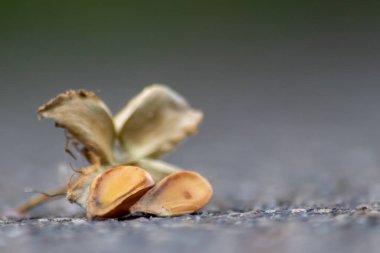 Düşen kuru çiçeğe yakın.