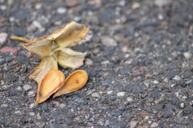 Düşen kuru çiçeğe yakın.