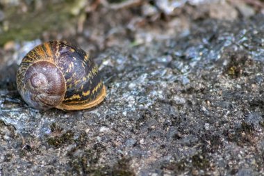 Bahçede ya da ormanda yerde salyangoz