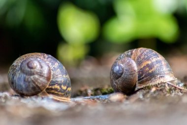 Ormanda yerde iki salyangoz.