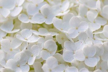 Bahçedeki beyaz ortanca çiçekleri