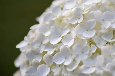 Bahçedeki beyaz ortanca çiçekleri