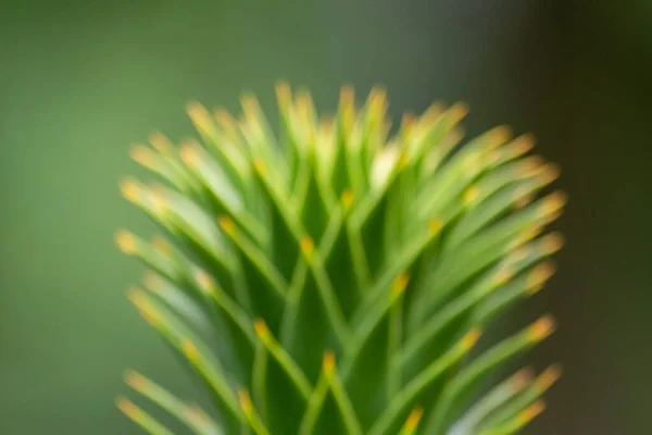 Green Thorny Leaves Araucaria Araucana Monkey Tail Tree Sharp Needle — Foto de Stock