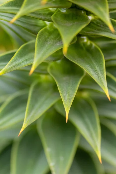 Green Thorny Leaves Araucaria Araucana Monkey Tail Tree Sharp Needle — Stock Photo, Image