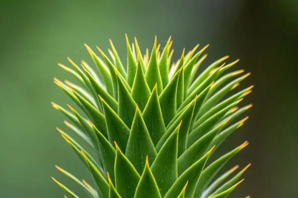 Zielone Liście Cierniste Araucaria Araucana Lub Małpi Ogon Ostrymi Igłowymi — Zdjęcie stockowe