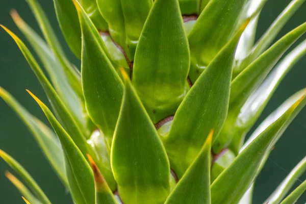 Folhas Espinhosas Verdes Araucaria Araucana Árvore Cauda Macaco Com Folhas — Fotografia de Stock