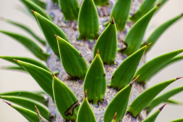 Feuilles Épineuses Vertes Araucaria Araucana Singe Avec Des Feuilles Acérées — Photo