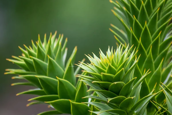 Folhas Espinhosas Verdes Araucaria Araucana Árvore Cauda Macaco Com Folhas — Fotografia de Stock